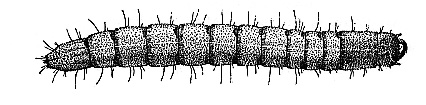 wireworm (23k image)